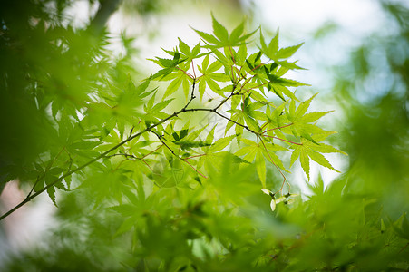 夏天的枫叶林背景图片