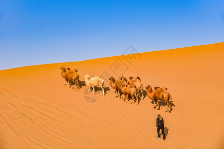 沙漠骆驼背景图片