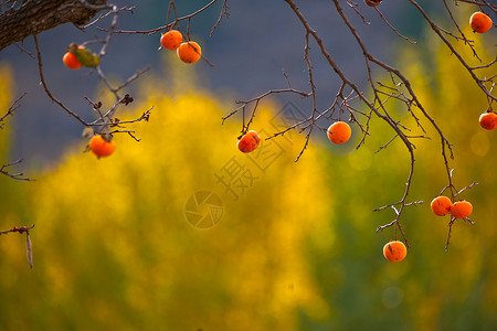萌柿子秋日成熟的柿子树背景