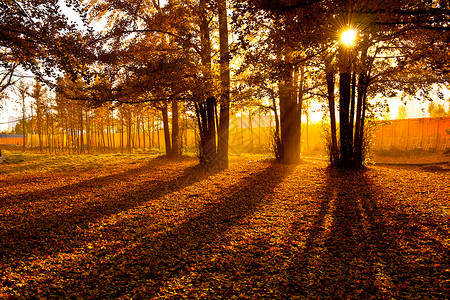 秋日银杏树林里的暖阳秋天高清图片素材