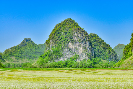 广西更望湖乔麦花背景