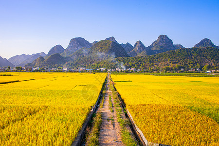 山兰稻路边成熟的稻谷背景