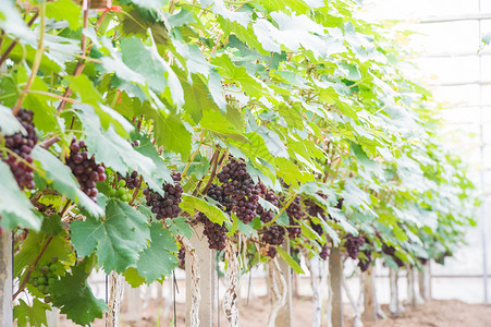 有机葡萄种植大棚高清图片
