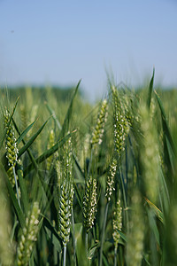 绿色麦子边框绿色的小麦背景