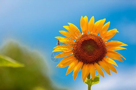 蜜蜂与向日葵背景图片