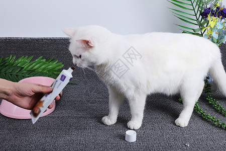 猫吃罐头宠物用品化毛膏背景