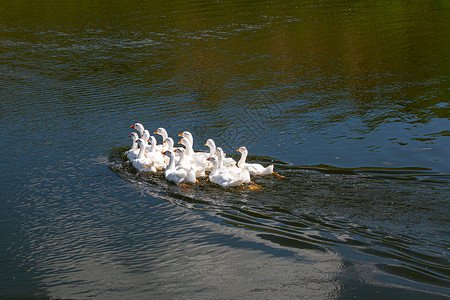 家禽鸭子在河里玩耍背景图片