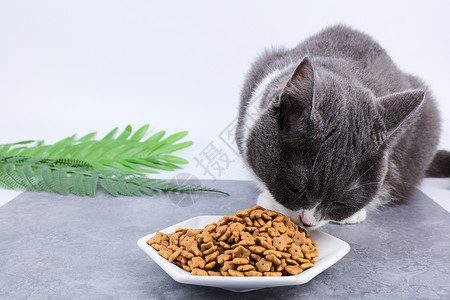 宠物用品猫粮图片