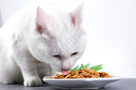 宠物用品猫粮电商专用背景图片