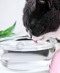 宠物英短猫咪喝水电商素材背景图片