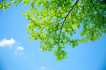 盛夏阳光清新绿叶盛夏背景