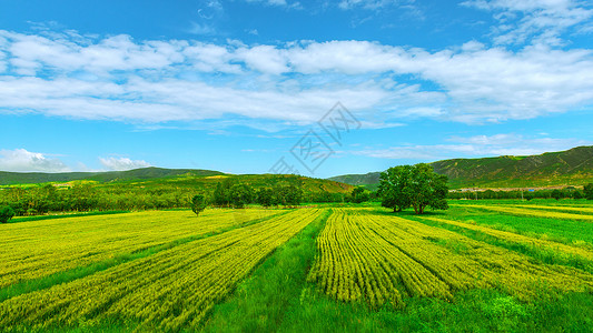 绿色耕地田园景色背景