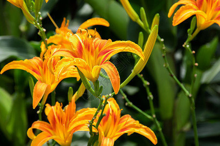 黄花与芽夏日黄花菜背景