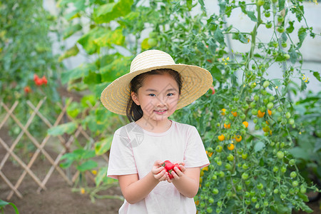 戴帽子小女孩手捧圣女果背景图片