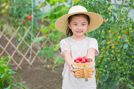 戴帽子的小女孩手捧一篮圣女果背景图片