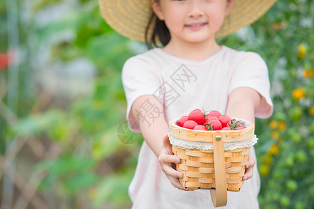 戴帽子小女孩手捧一篮小西红柿背景图片