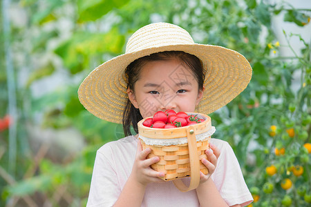 戴帽子小女孩手捧一篮小西红柿背景图片