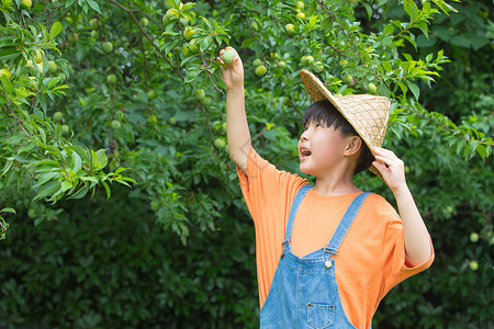 戴帽子冰淇淋小男孩在果园开心摘水果背景