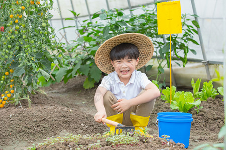 男孩在蔬菜大棚里面用铲子挖土高清图片