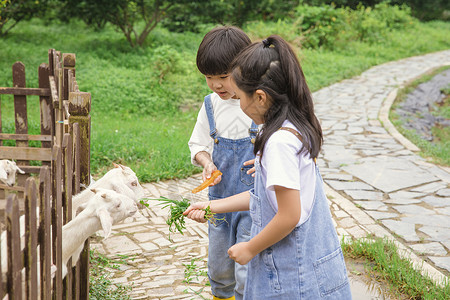 好奇心小男孩和小女孩农场喂动物背景