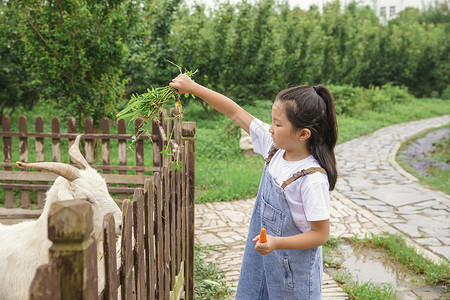 小女孩农场喂羊吃草高清图片