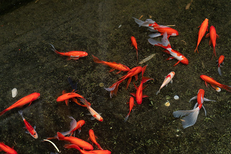 红鲤鱼池塘里游泳的鲤鱼背景