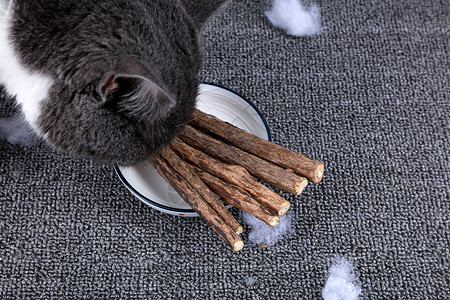 宠物磨牙棒宠物用品木天蓼棒猫用磨牙棒背景