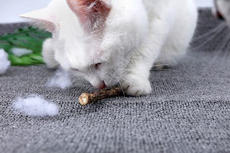 猫零食宠物用品木天蓼棒猫用磨牙棒背景