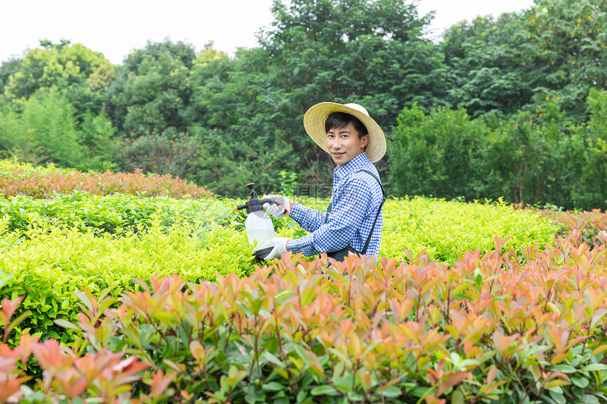 农场园丁给植物喷农药图片