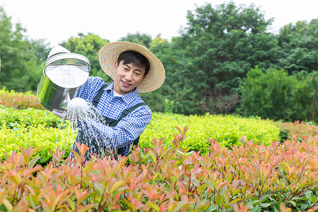 农场园丁提水桶为植物浇水背景