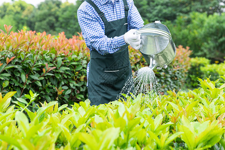 农场园丁提水桶为植物浇水背景