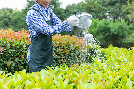 农场园丁提水桶为植物浇水图片