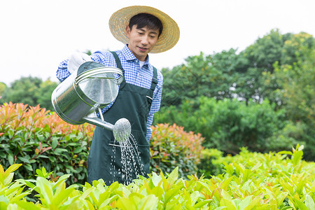 农场园丁提水桶为植物浇水背景