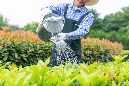 农场园丁提水桶为植物浇水背景