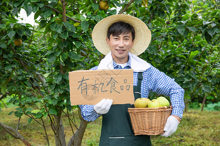 梨标志农夫果树下采摘梨背景