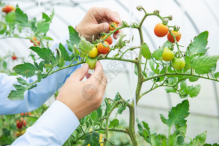 农夫采摘小番茄特写菜园高清图片素材