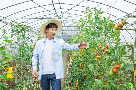 农夫蔬菜大棚培育小番茄图片