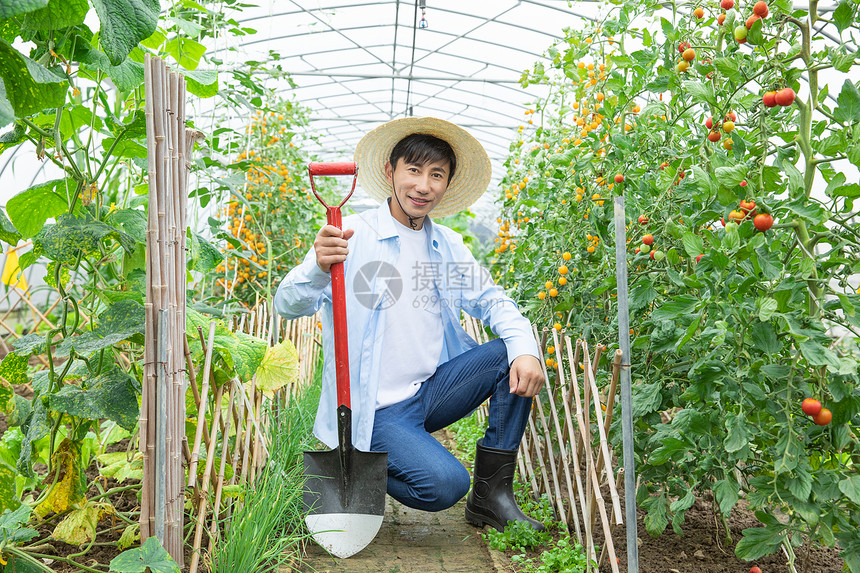 蔬菜种植大棚里农夫耕地图片