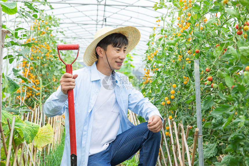 蔬菜种植大棚里农夫耕地图片