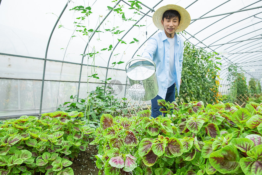 农夫给蔬菜浇水图片