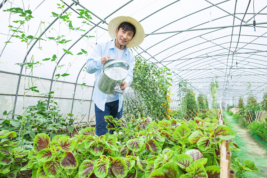 农夫给蔬菜浇水图片