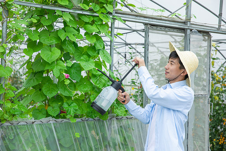 蔬菜农药农夫给蔬菜大棚植物喷农药背景