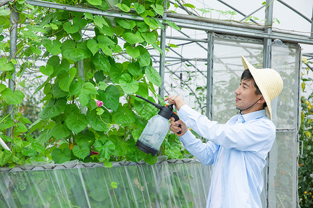 蔬菜农药农夫给蔬菜大棚植物喷农药背景