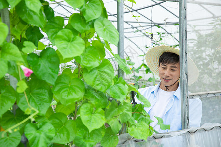 农夫给蔬菜大棚植物喷农药图片