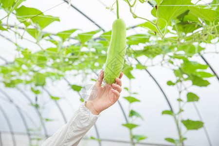 蔬菜种植大棚丝瓜特写高清图片