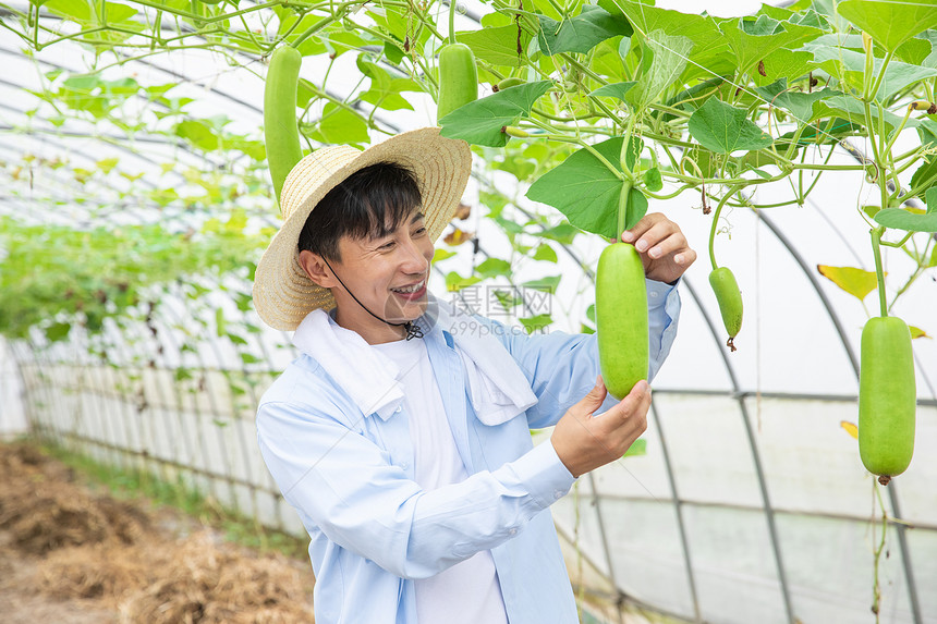 农民蔬菜大棚采摘蔬菜图片