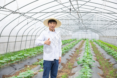 蔬菜大棚里的农夫图片