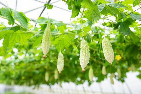 蔬菜种植大棚苦瓜特写图片素材