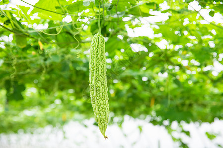 蔬菜种植大棚苦瓜特写农业高清图片素材