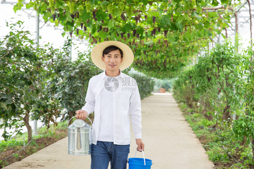 水果种植园里的果农手拎水桶图片